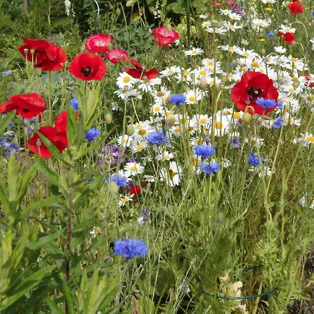 Appartement Radlerwohnung Bei Familie Saupe Schaprode